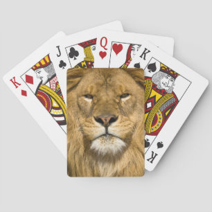 アフリカバーバリライオン,Panthera leo leo, トランプ
