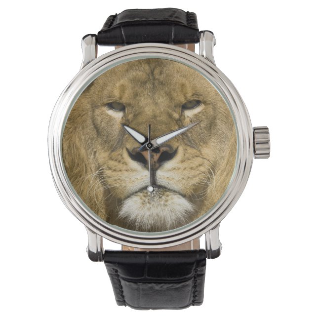 アフリカバーバリライオン,Panthera leo leo, 腕時計 (正面)