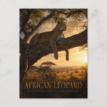 アフリカヒョウ アカシア サバンナ 動物