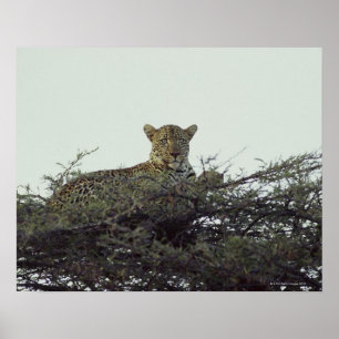 アフリカヒョウ ポスター