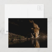 アフリカヒョウ ポストカード (正面/裏面)