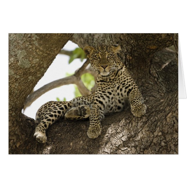 アフリカヒョウ, Panthera pardus (正面横)