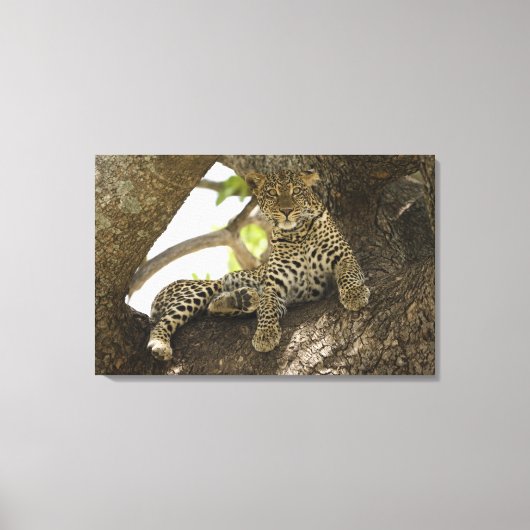 アフリカヒョウ, Panthera pardus キャンバスプリント (正面)