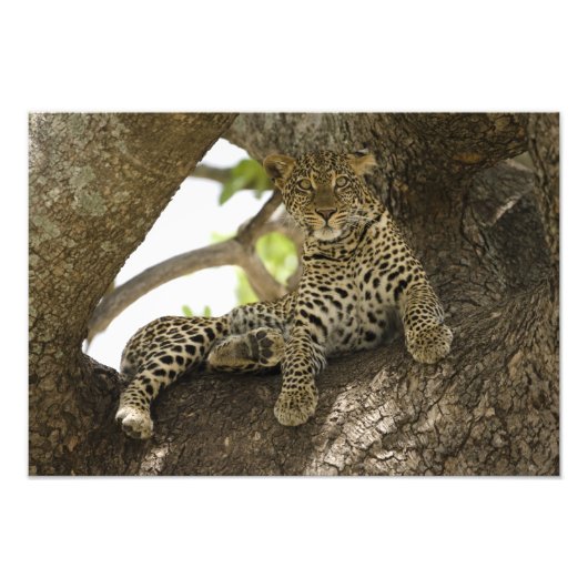 アフリカヒョウ, Panthera pardus フォトプリント (正面)