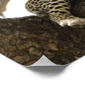 アフリカヒョウ, Panthera pardus ポスター (角)