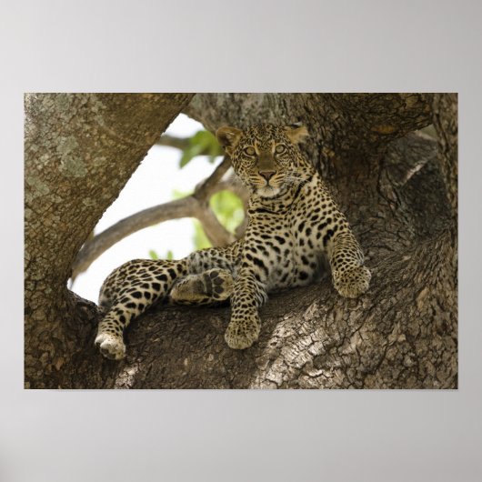 アフリカヒョウ, Panthera pardus ポスター (正面)