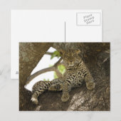 アフリカヒョウ, Panthera pardus ポストカード (正面/裏面)