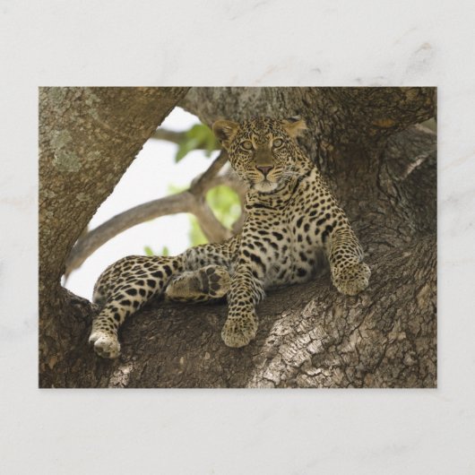 アフリカヒョウ, Panthera pardus ポストカード (正面)