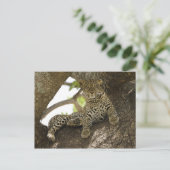 アフリカヒョウ, Panthera pardus ポストカード (スタンド正面)