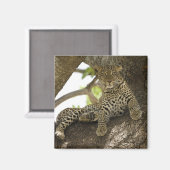 アフリカヒョウ, Panthera pardus マグネット (正面/裏面)