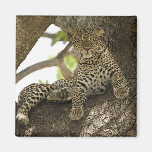 アフリカヒョウ, Panthera pardus マグネット (正面)