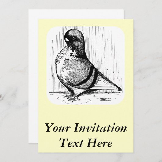 アフリカフクロウハト1978 招待状 (正面/裏面)