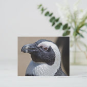 アフリカペンギンのポストカード ポストカード (スタンド正面)
