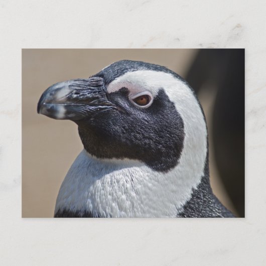 アフリカペンギンのポストカード ポストカード (正面)