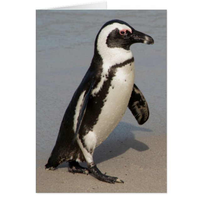 アフリカペンギンの歩行 (正面)