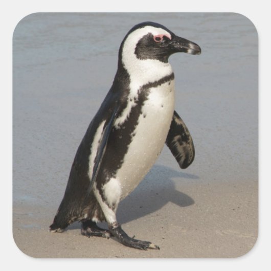 アフリカペンギンの歩行 スクエアシール (正面)
