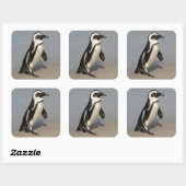 アフリカペンギンの歩行 スクエアシール (シート)