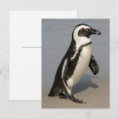 アフリカペンギンの歩行 ポストカード (正面/裏面)