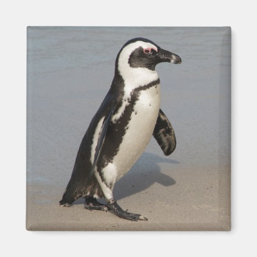 アフリカペンギンの歩行 マグネット (正面)