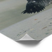 アフリカペンギン来ズ ポスター (角)