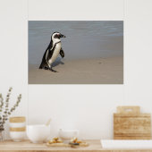 アフリカペンギン歩く ポスター (キッチン)