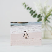 アフリカペンギン葉書 ポストカード (スタンド正面)