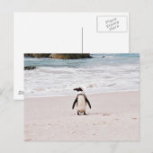 アフリカペンギン葉書 ポストカード (正面/裏面)