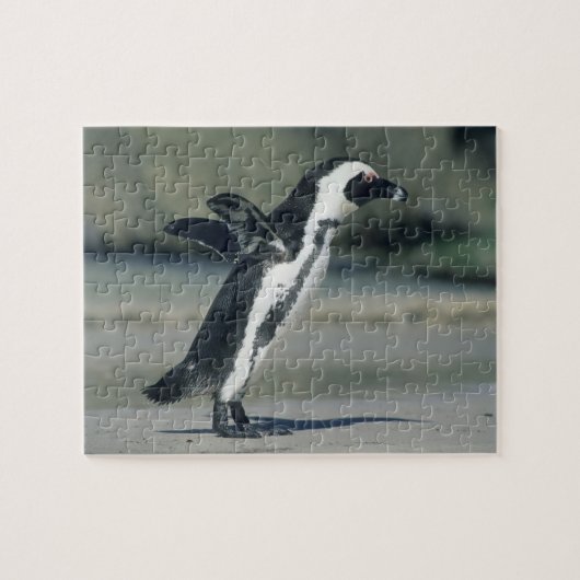 アフリカペンギン ジグソーパズル (横)