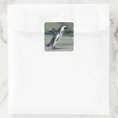 アフリカペンギン スクエアシール (バッグ)