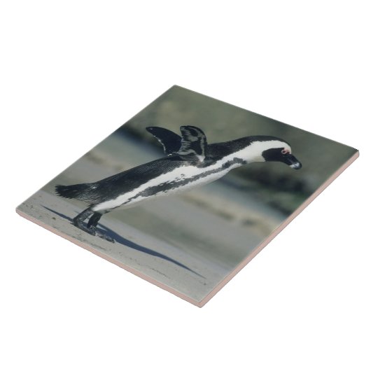 アフリカペンギン タイル (側面)