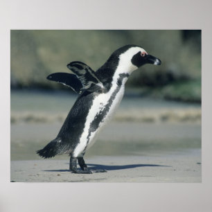 アフリカペンギン ポスター