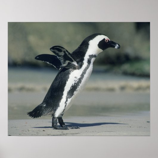アフリカペンギン ポスター (正面)