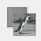 アフリカペンギン マグネット (正面/裏面)