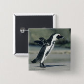 アフリカペンギン 缶バッジ (正面&裏面)