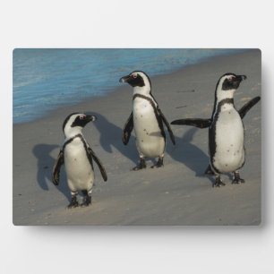 アフリカペンギン Spheniscus Demersus フォトプラーク