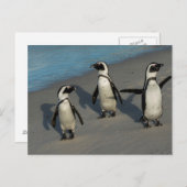 アフリカペンギン | Spheniscus Demersus ポストカード (正面/裏面)