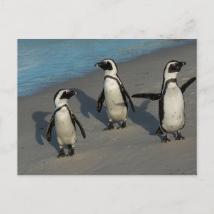 アフリカペンギン   Spheniscus Demersus ポストカード
