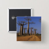 アフリカマダガスカルモロンダヴァババブ通り 缶バッジ (正面&裏面)