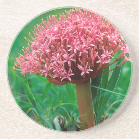 アフリカユリ（アガパンサス·プラエコックス）、マラ·マラ コースター (正面)