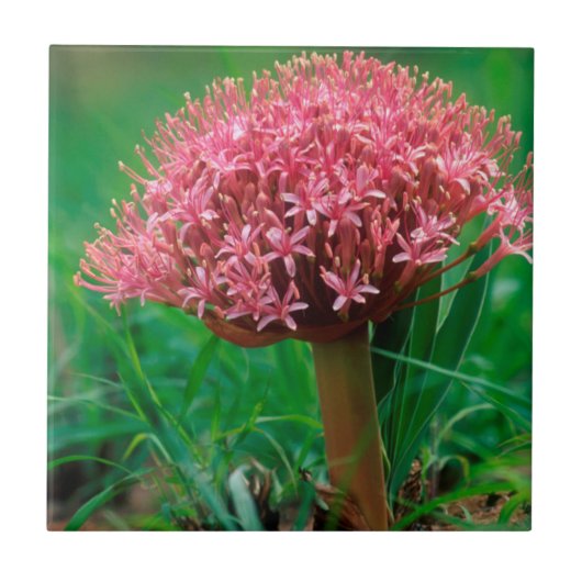 アフリカユリ（アガパンサス·プラエコックス）、マラ·マラ タイル (正面)