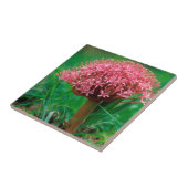 アフリカユリ（アガパンサス·プラエコックス）、マラ·マラ タイル (側面)