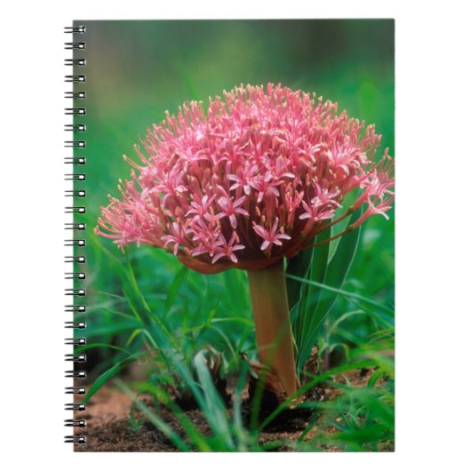 アフリカユリ(アガパンサス·プラエコックス)、マラ·マラ ノートブック (正面)