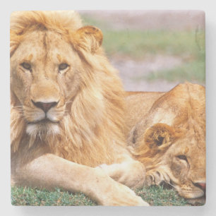 アフリカライオンのつがい、Panthera leo、タンザニア ストーンコースター