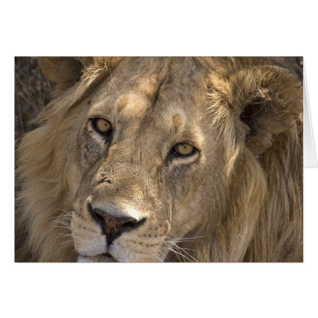 アフリカライオンのカード (正面横)