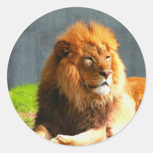 アフリカライオンのステッカー ラウンドシール (正面)
