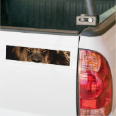 アフリカライオンのマニアの目を閉じる バンパーステッカー (トラック上)