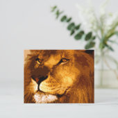 アフリカライオンの頭 ポストカード (スタンド正面)