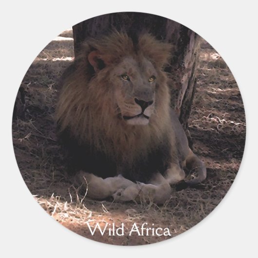 アフリカライオン大5匹の猫の野生動物のシール ラウンドシール (正面)