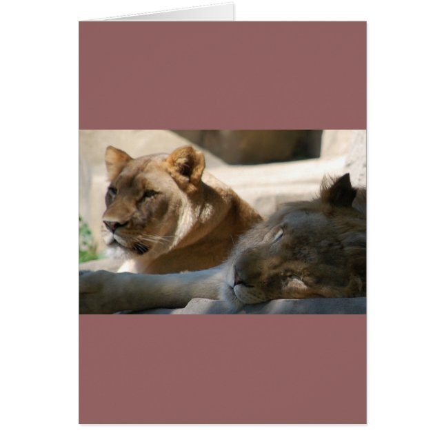 アフリカライオン (正面)