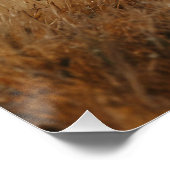 アフリカライオン&キリマンジャロ ポスター (コーナー)